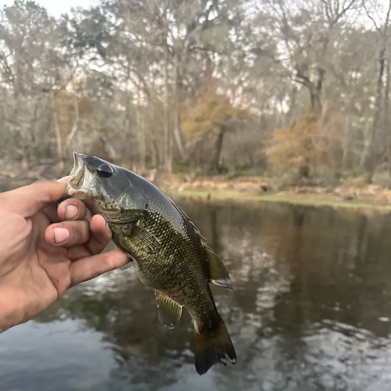 The most recent Suwannee bass catches on Fishbrain