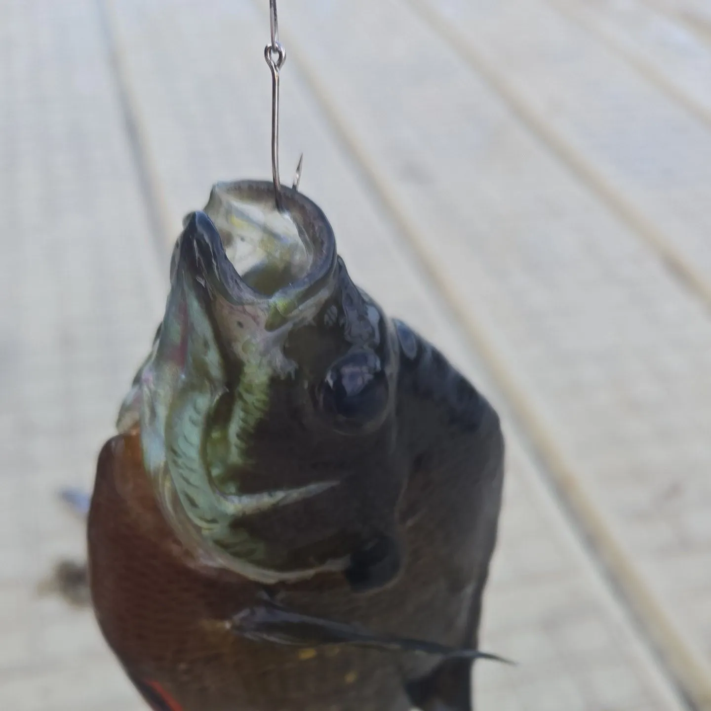 Bluegill caught on Fishbrain
