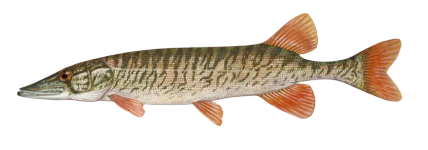 Redfin pickerel