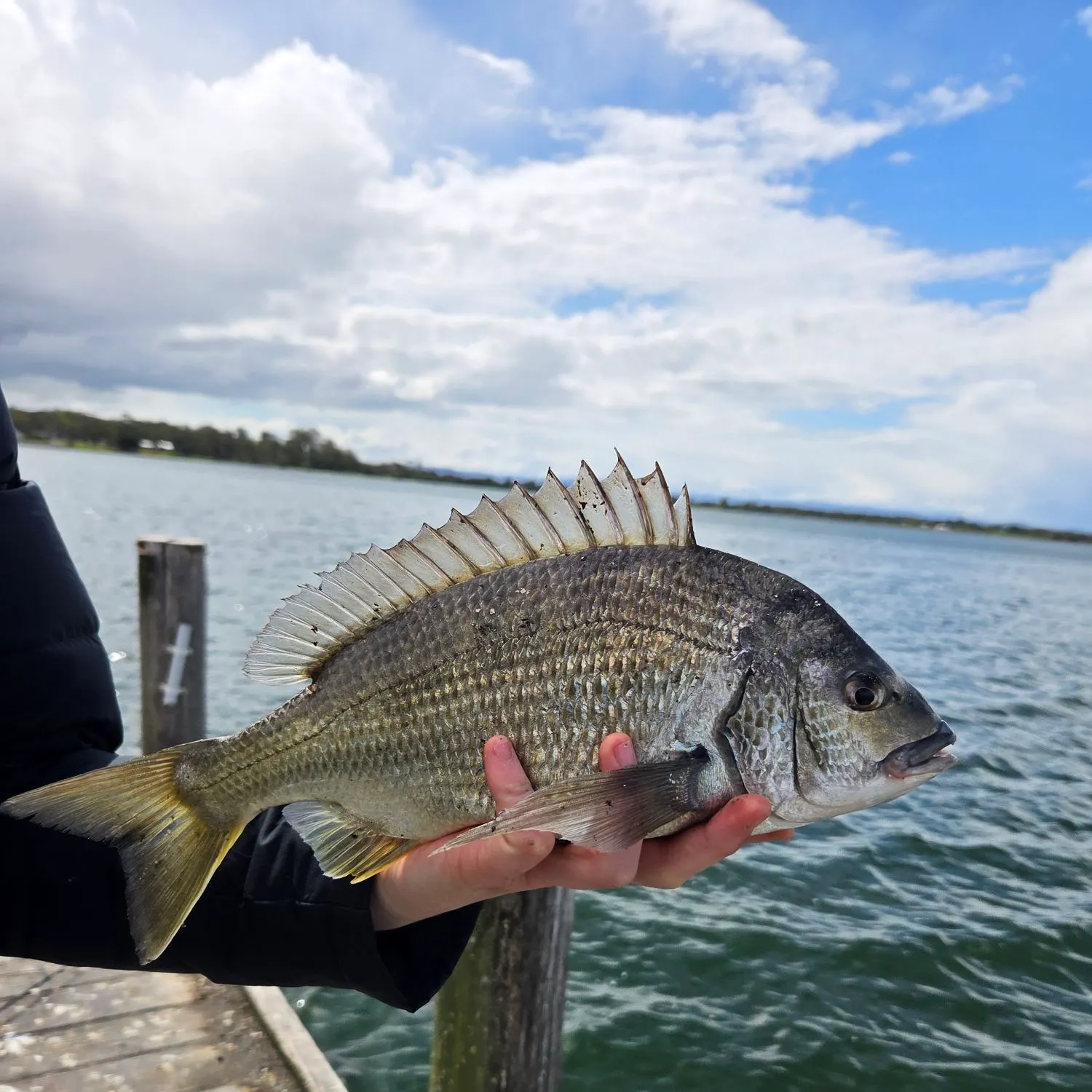 The most recent Southern black bream catches on Fishbrain