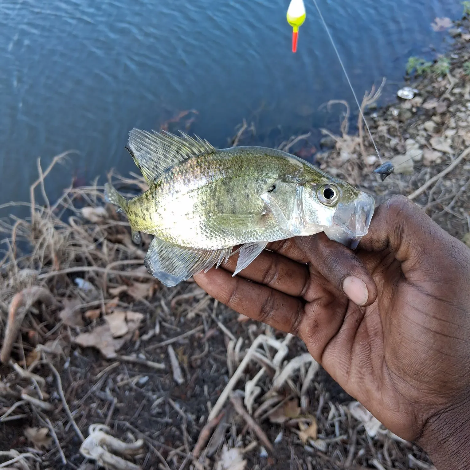 White crappie caught on Fishbrain