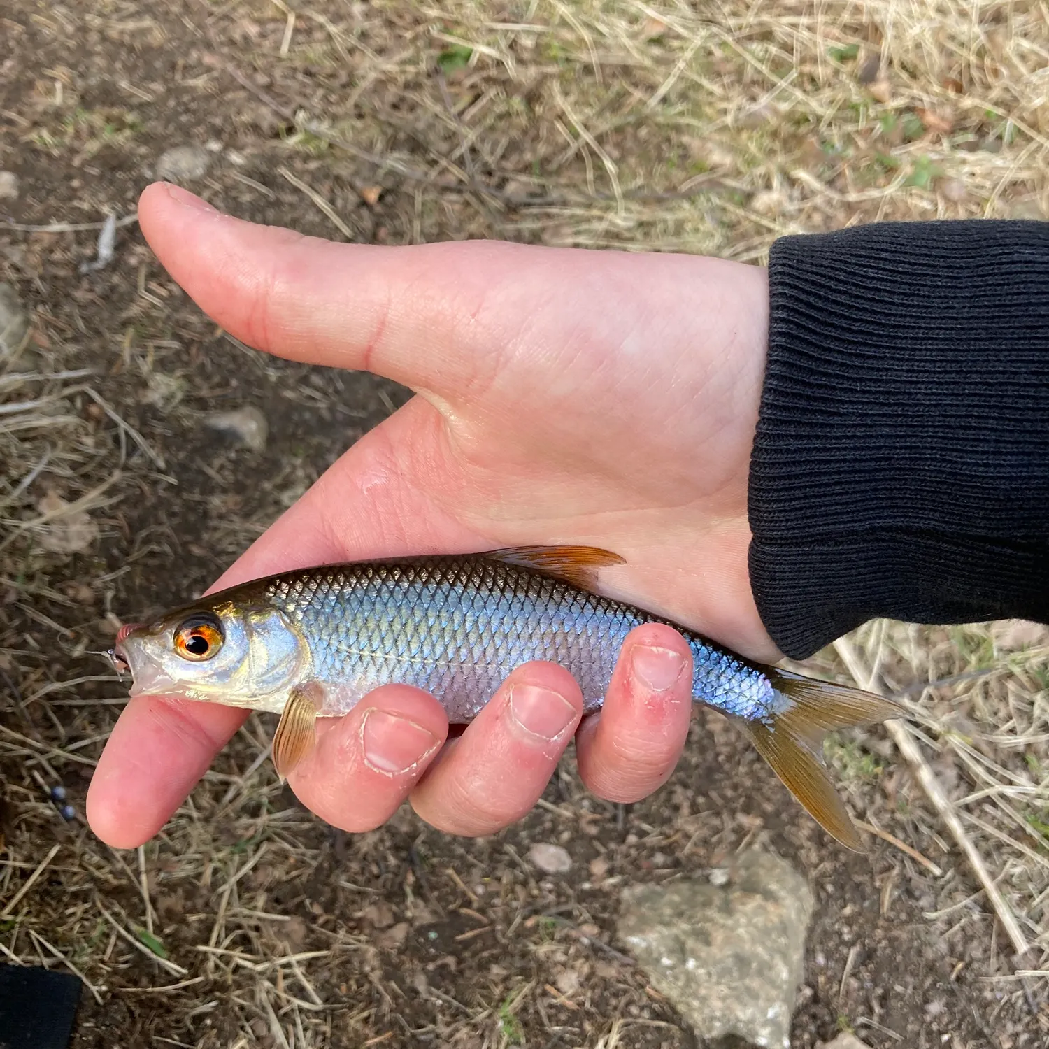 The most recent Common roach catches on Fishbrain