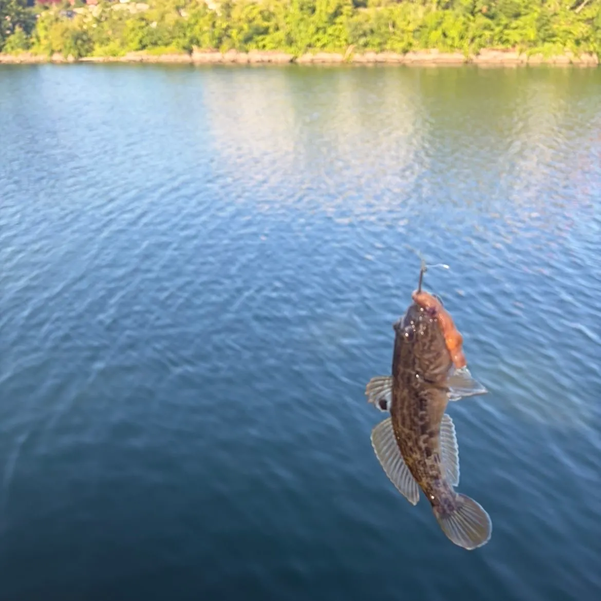 Round goby caught on Fishbrain