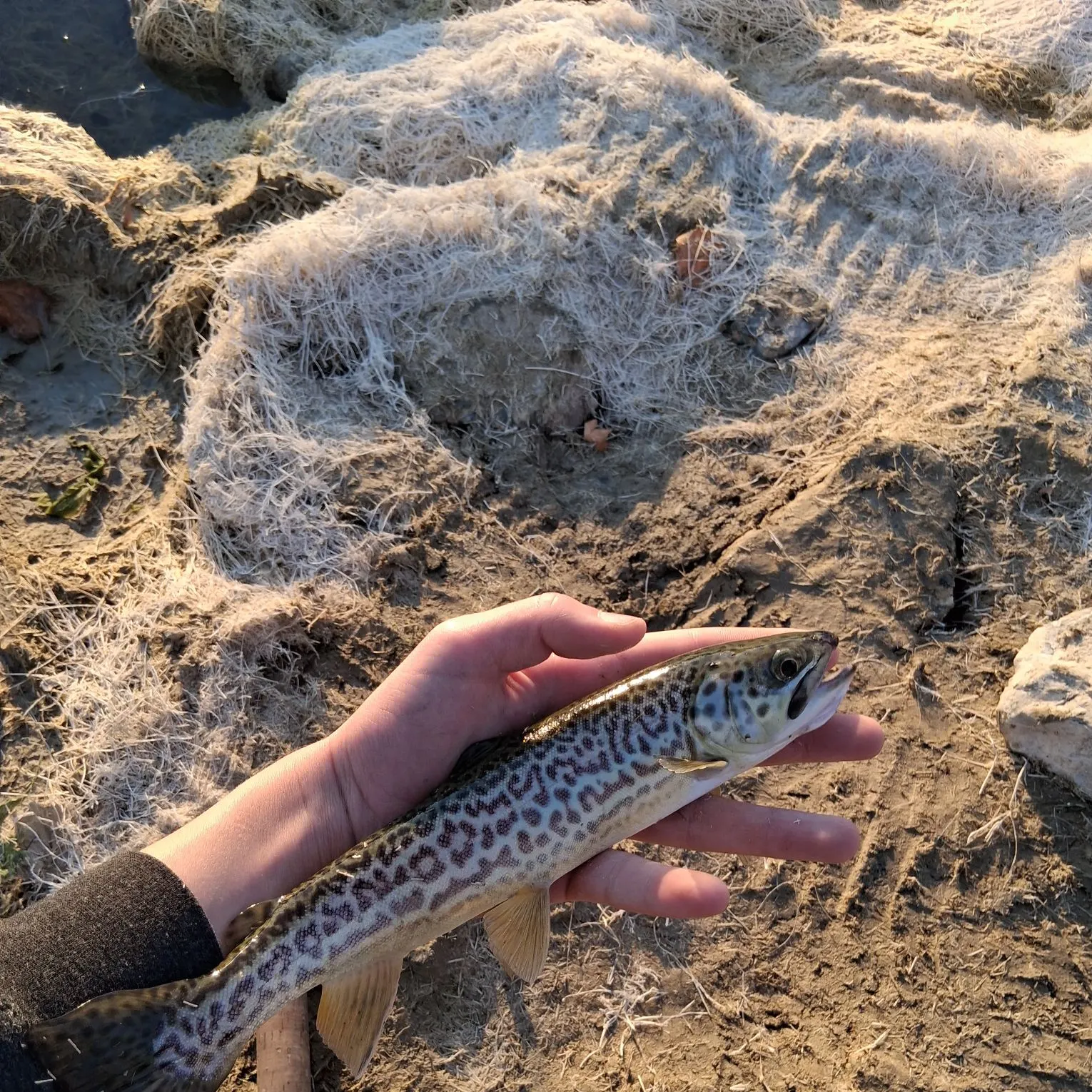 The most recent Tiger trout catches on Fishbrain