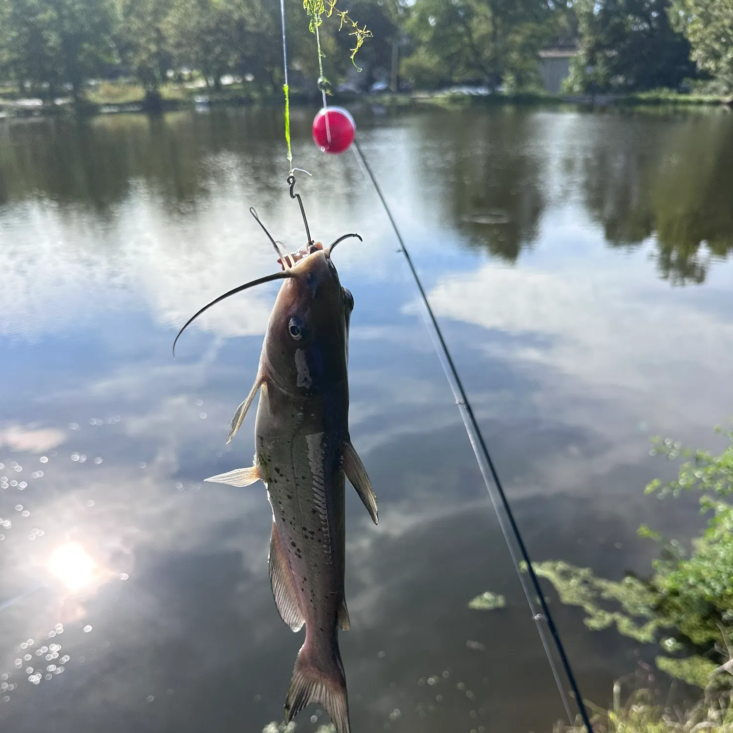 Channel catfish caught on Fishbrain