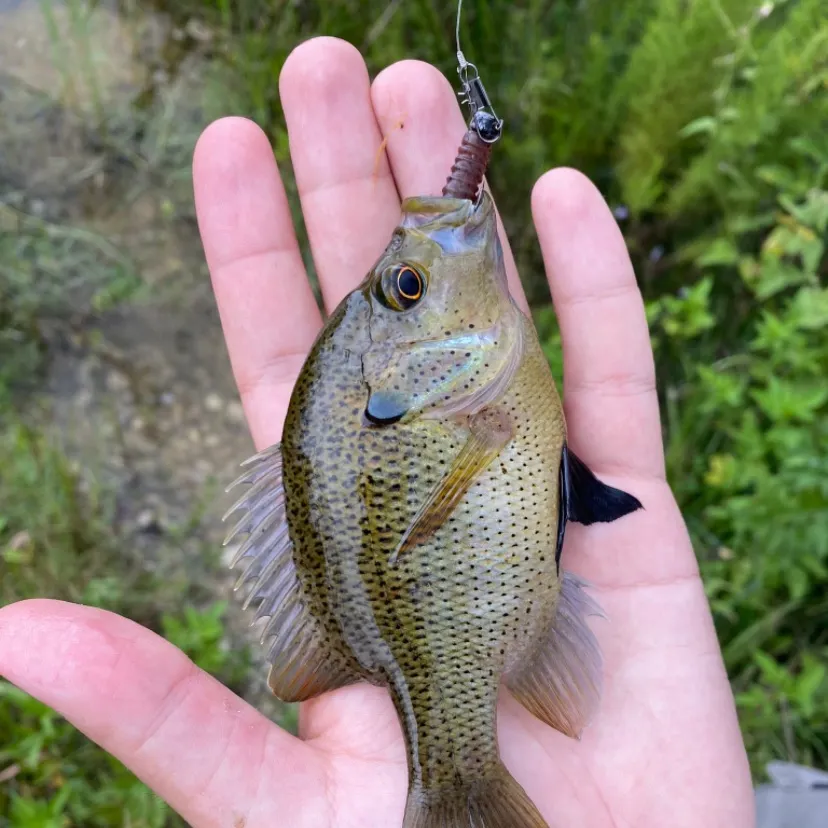 The most recent Spotted sunfish catches on Fishbrain