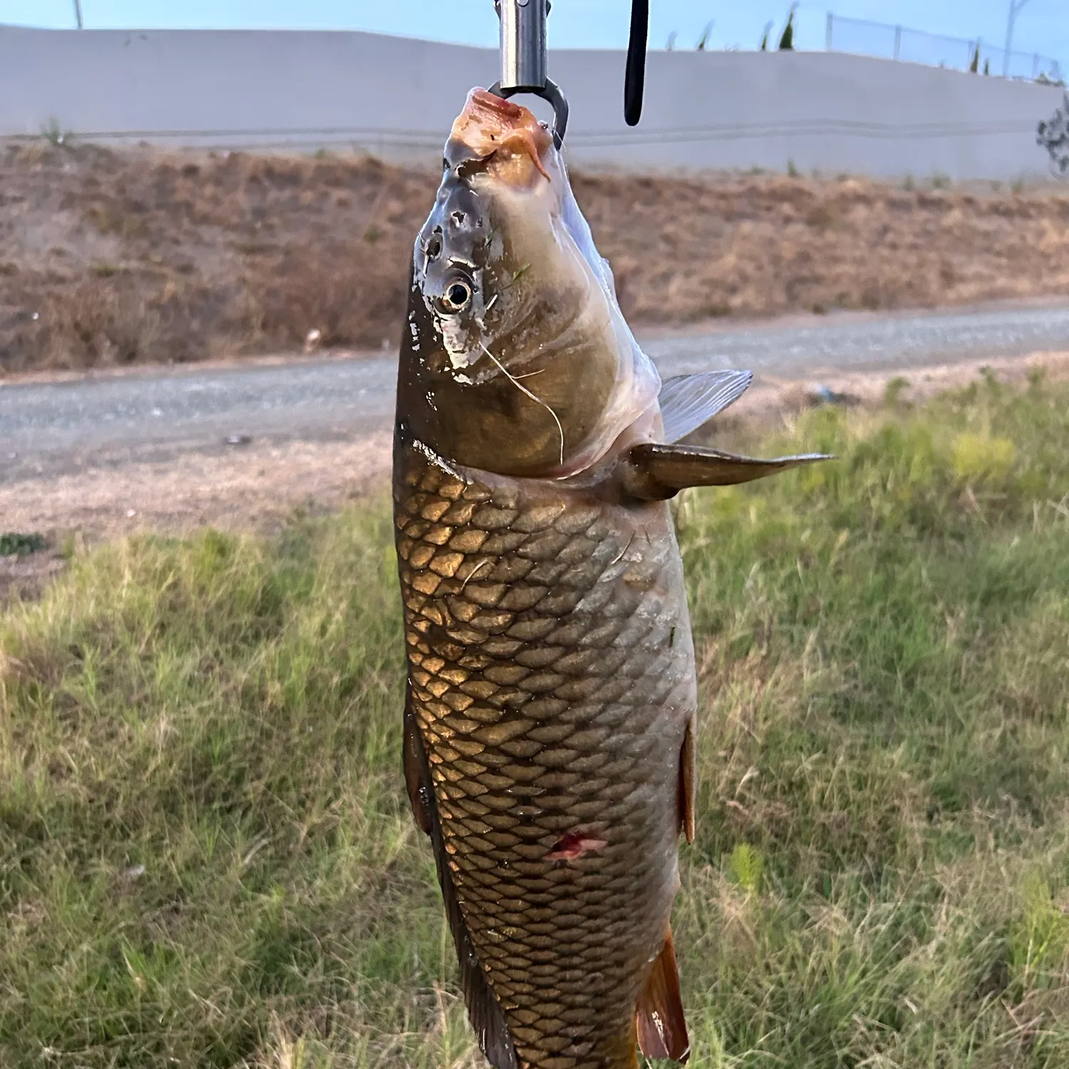Common carp caught on Fishbrain
