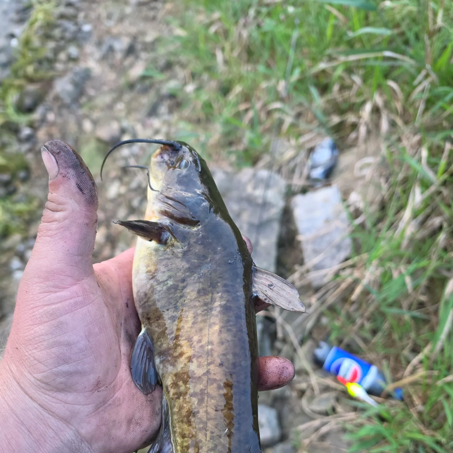 Black bullhead caught on Fishbrain