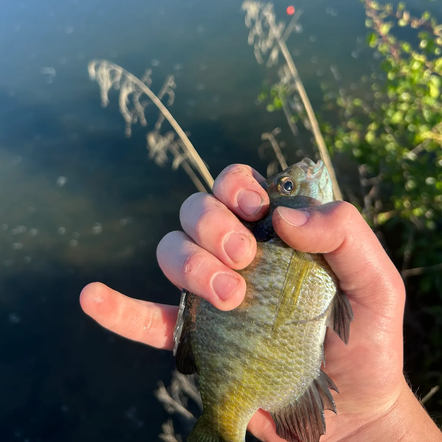 catch