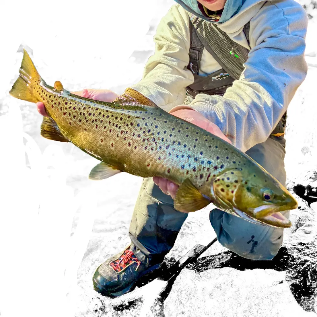 Brown trout caught on Fishbrain