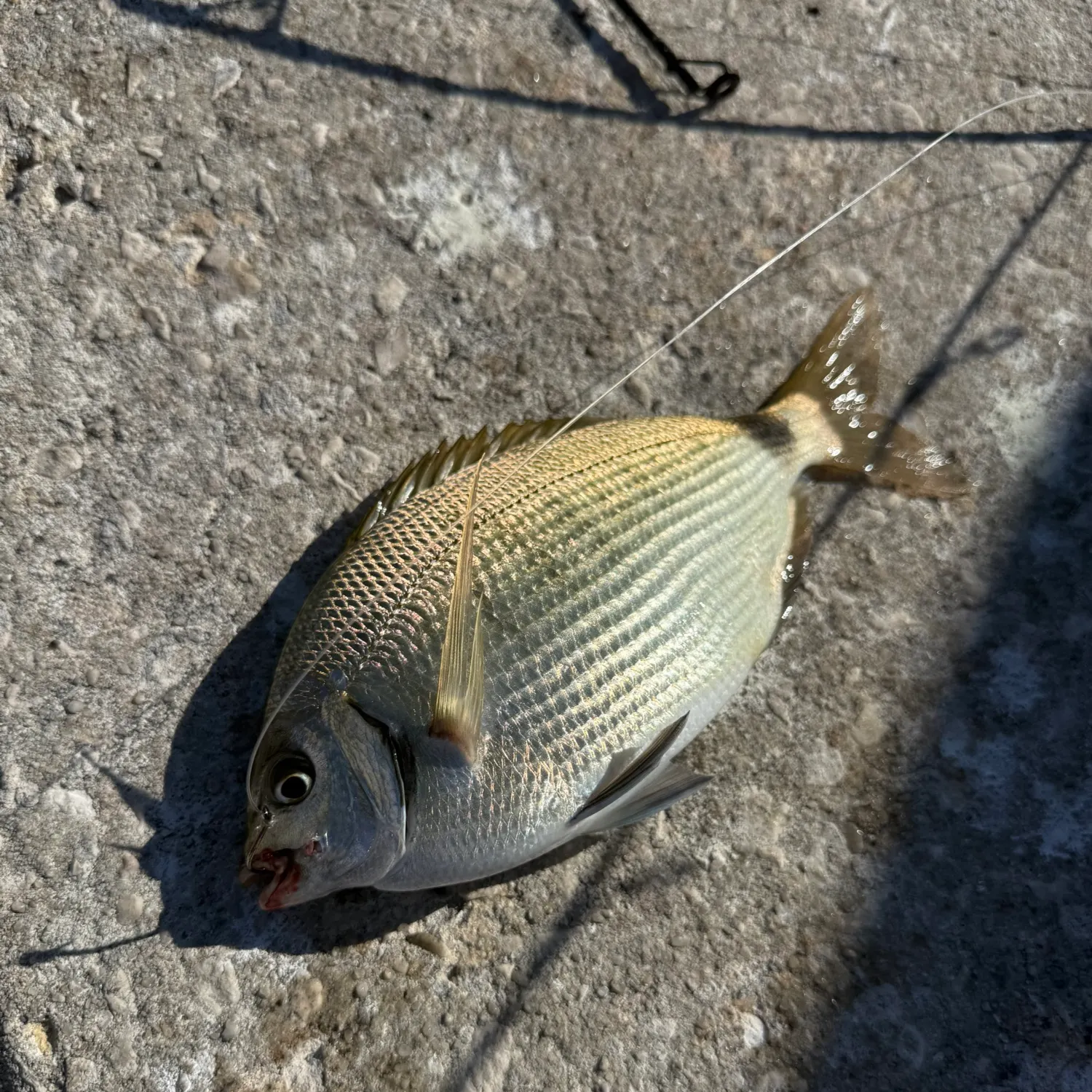 The most recent Spottail seabream catches on Fishbrain