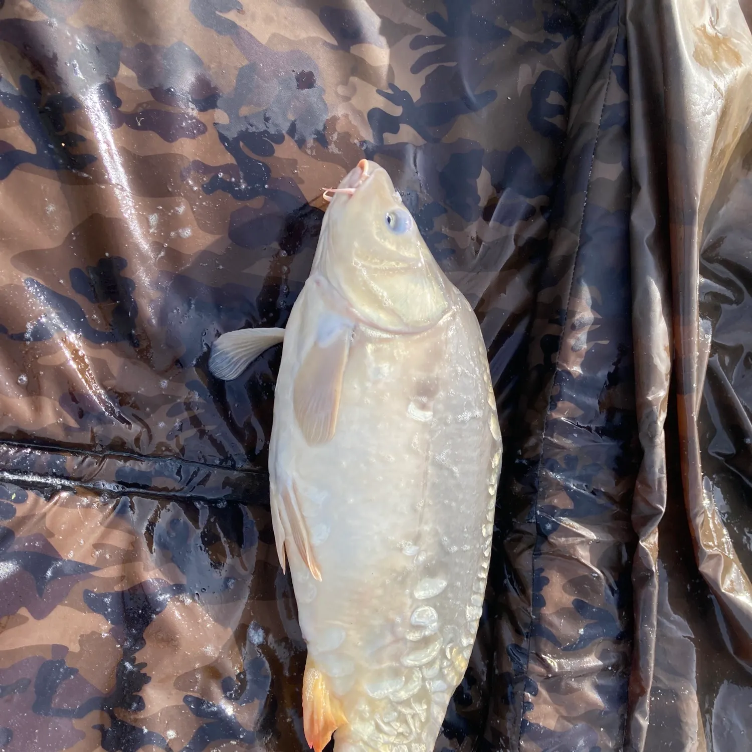 Leather carp caught on Fishbrain