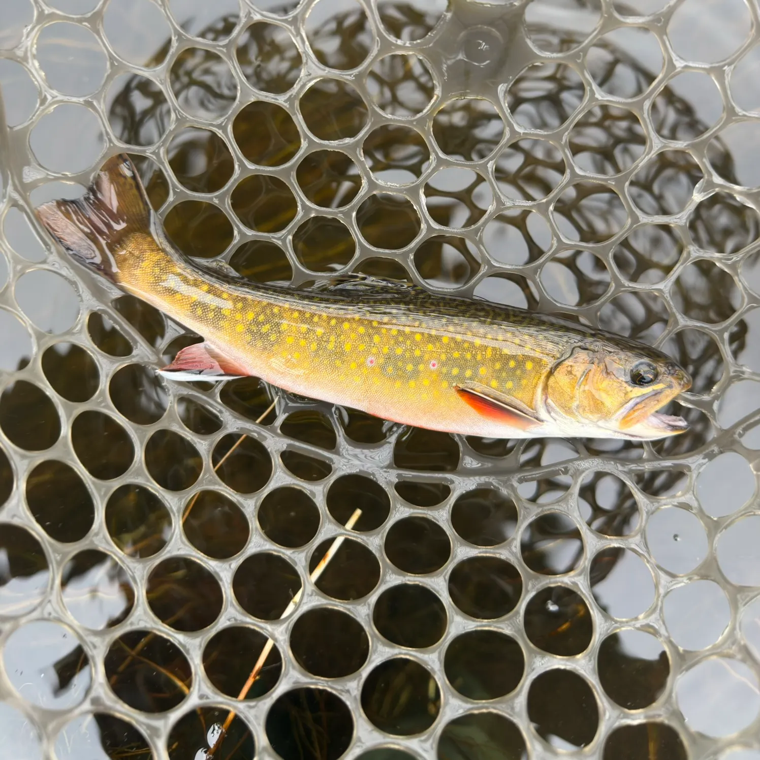 Brook trout caught on Fishbrain