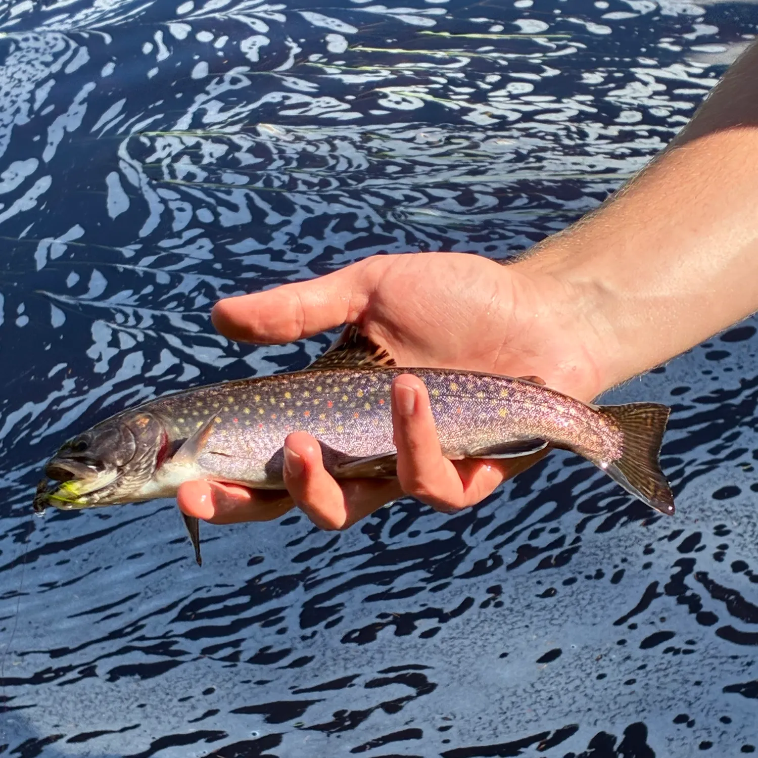 Brook trout caught on Fishbrain