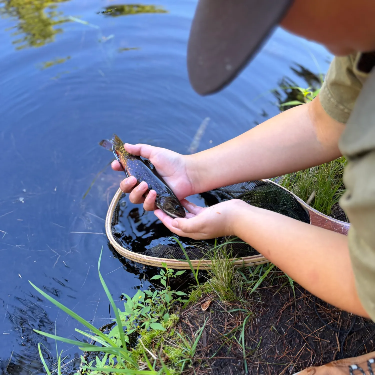 Brook trout caught on Fishbrain