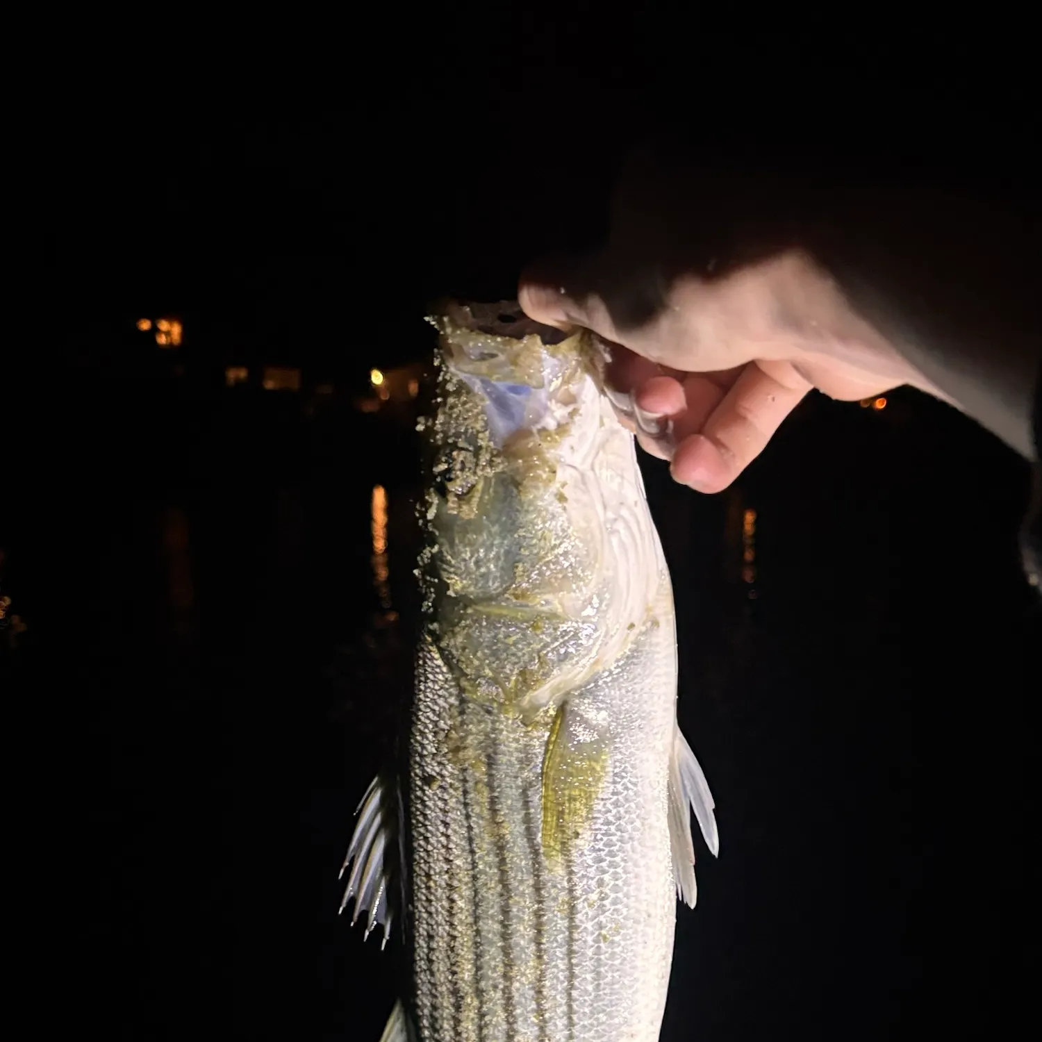Striped bass caught on Fishbrain