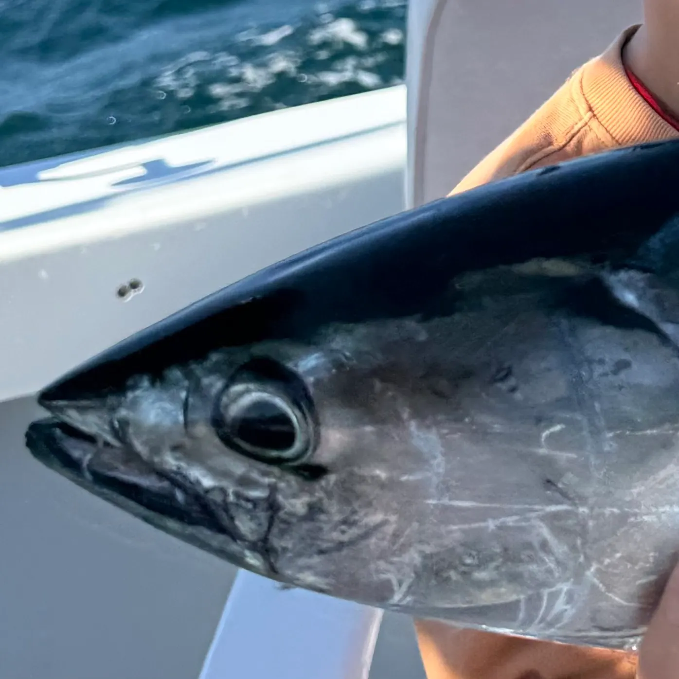 The most recent Pacific bonito catches on Fishbrain