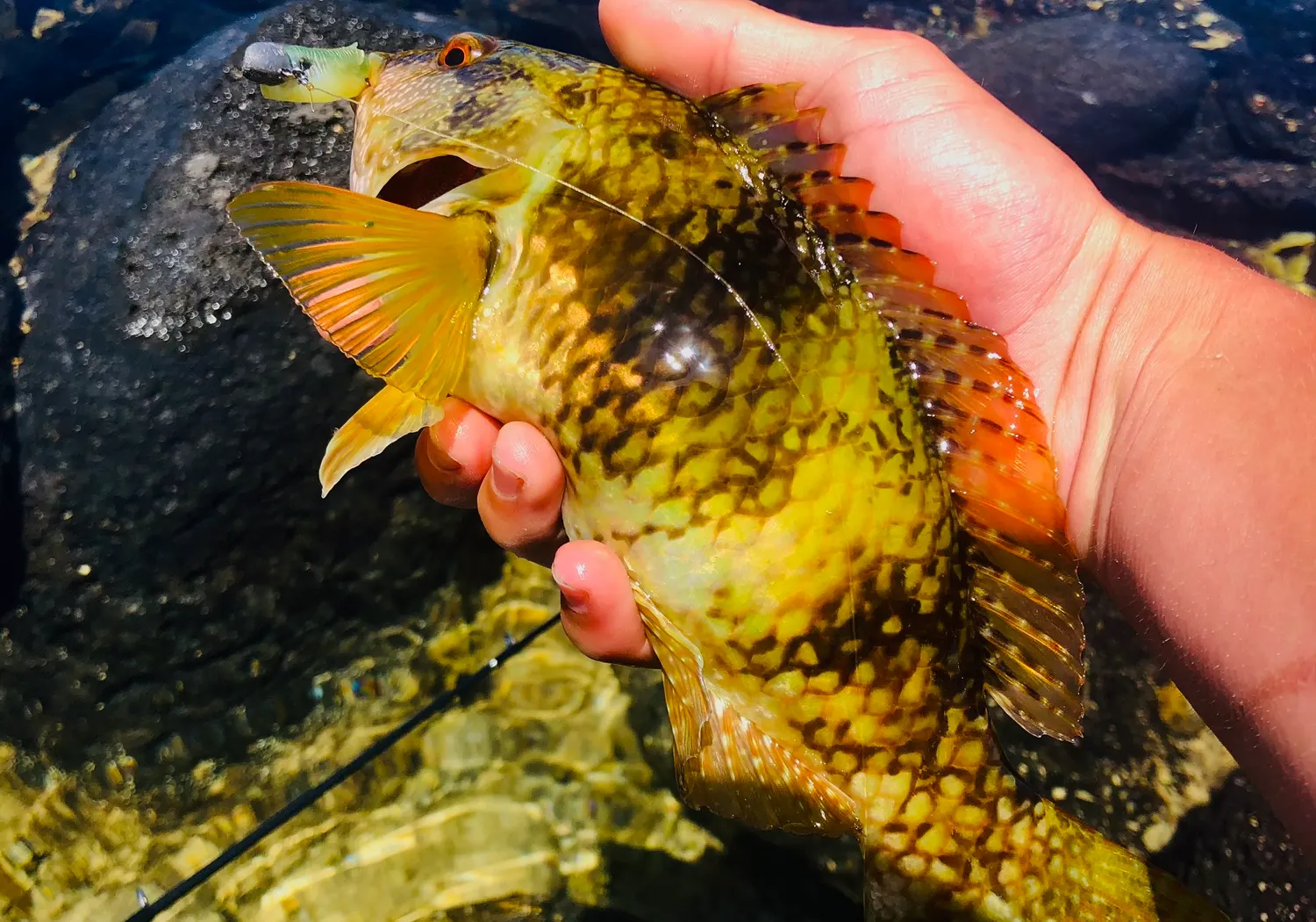 Blue-throated wrasse