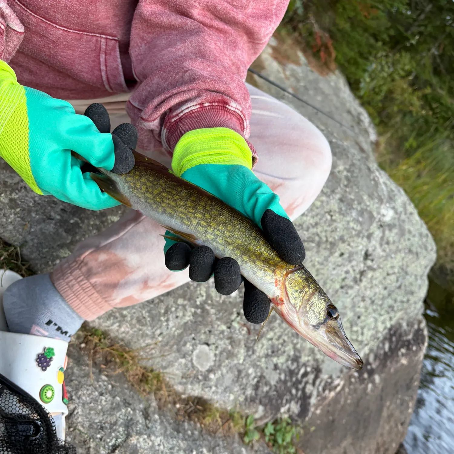 Chain pickerel caught on Fishbrain