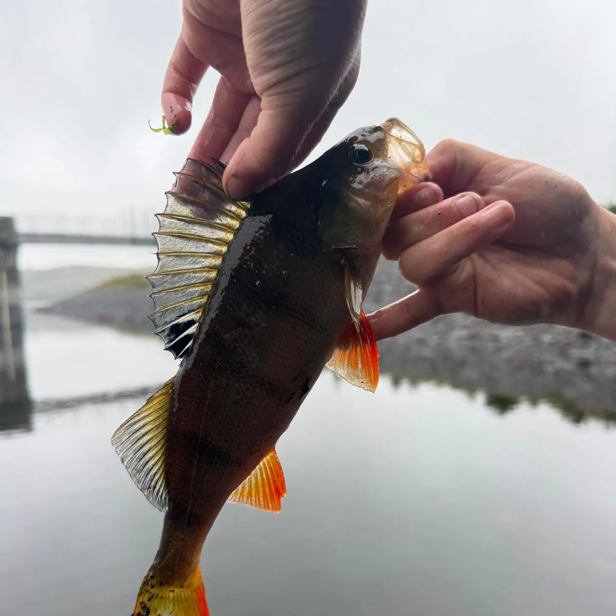 European perch caught on Fishbrain