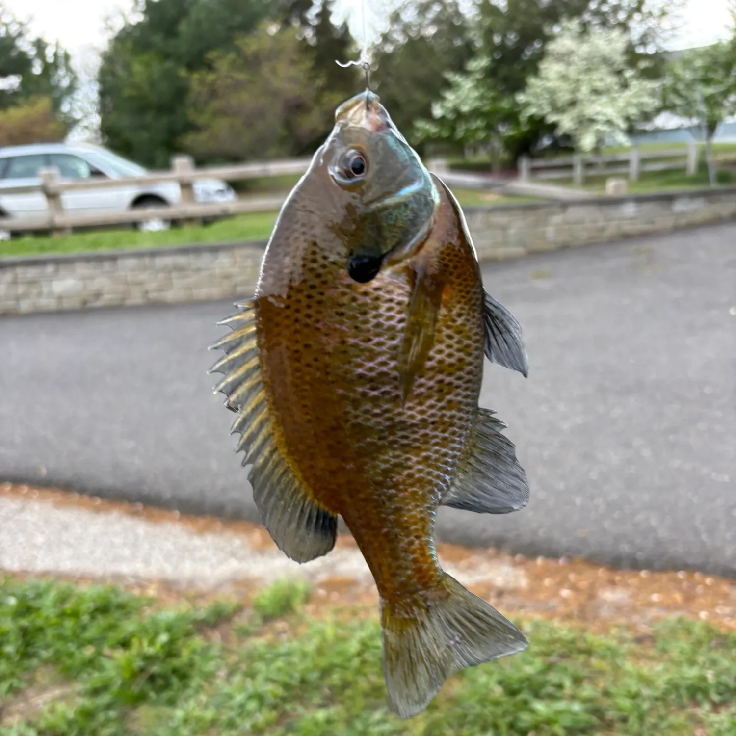 catch