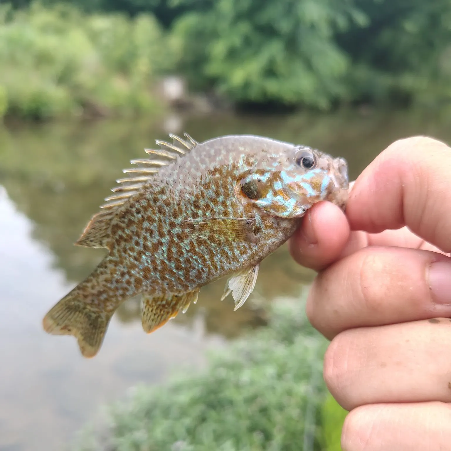 The most recent Longear x green sunfish catches on Fishbrain