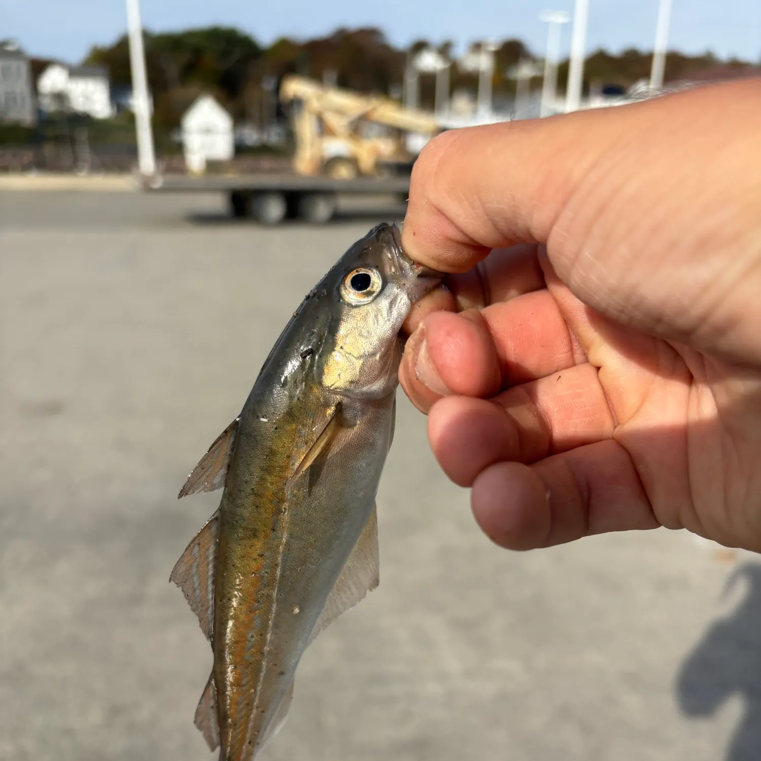 The most recent Atlantic pollock catches on Fishbrain