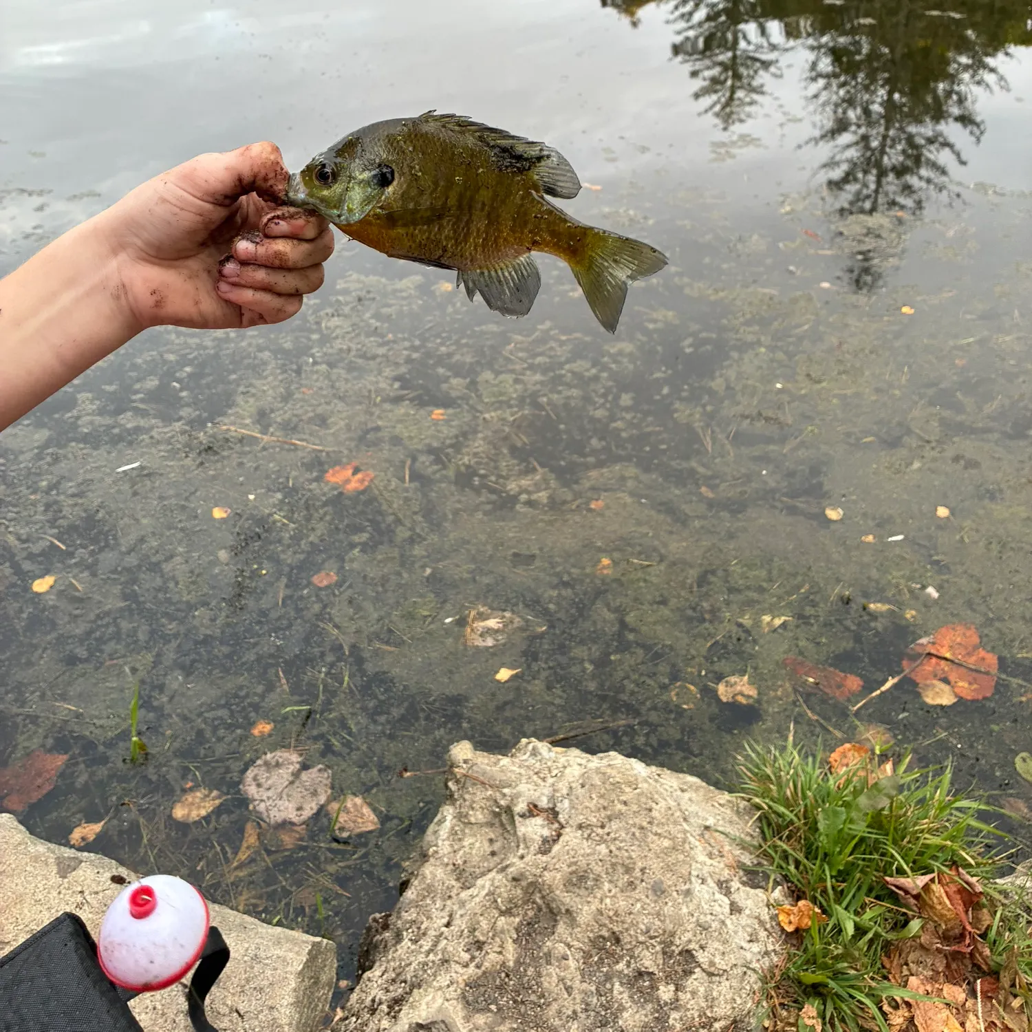 Bluegill caught on Fishbrain