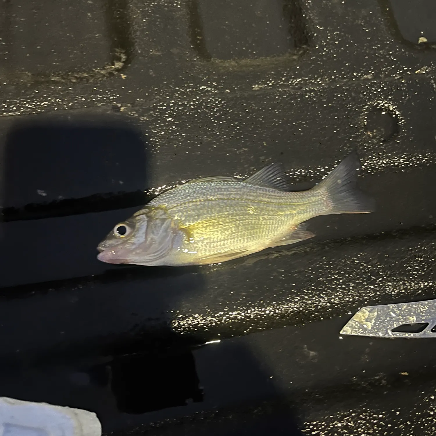 White perch caught on Fishbrain