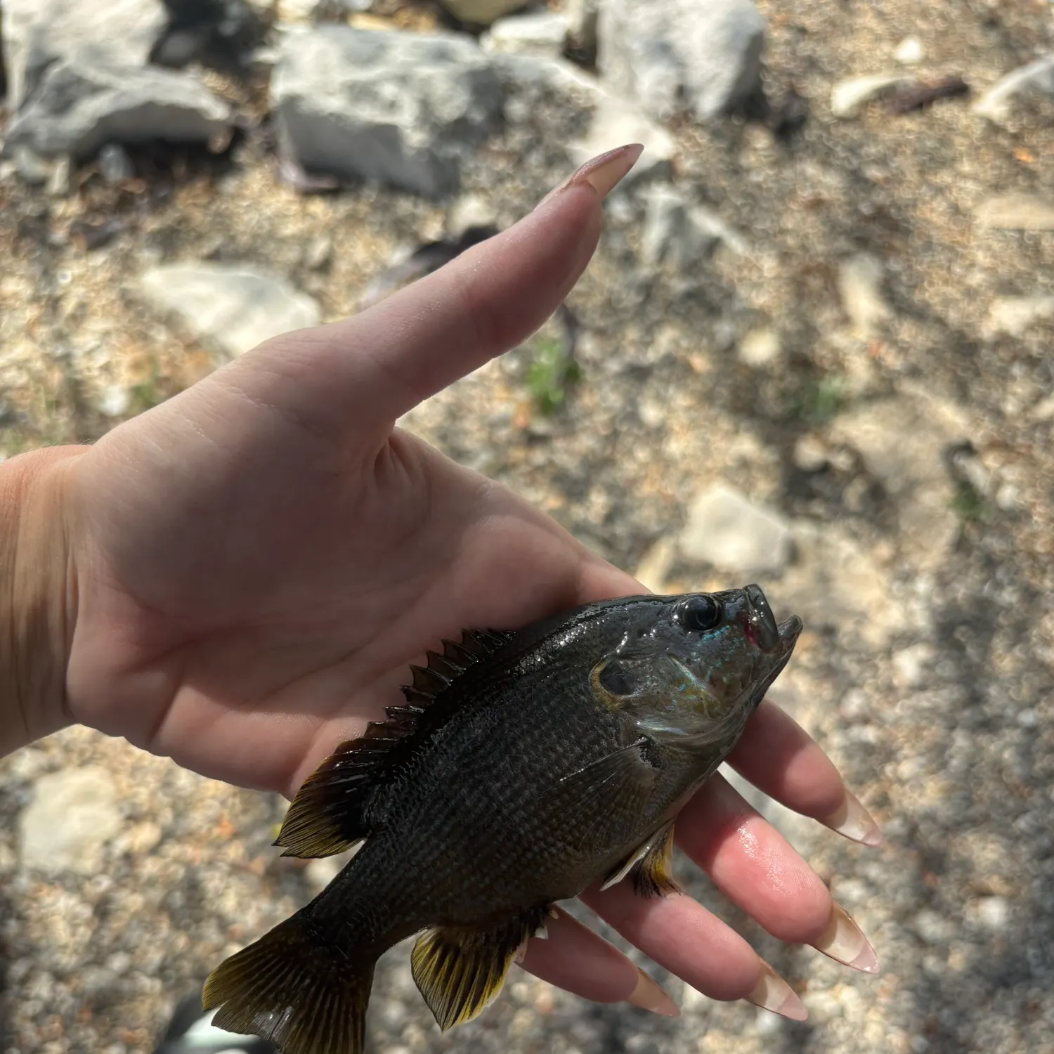 Green sunfish caught on Fishbrain