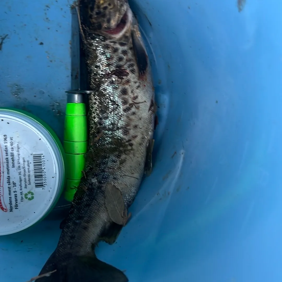 Brown trout caught on Fishbrain