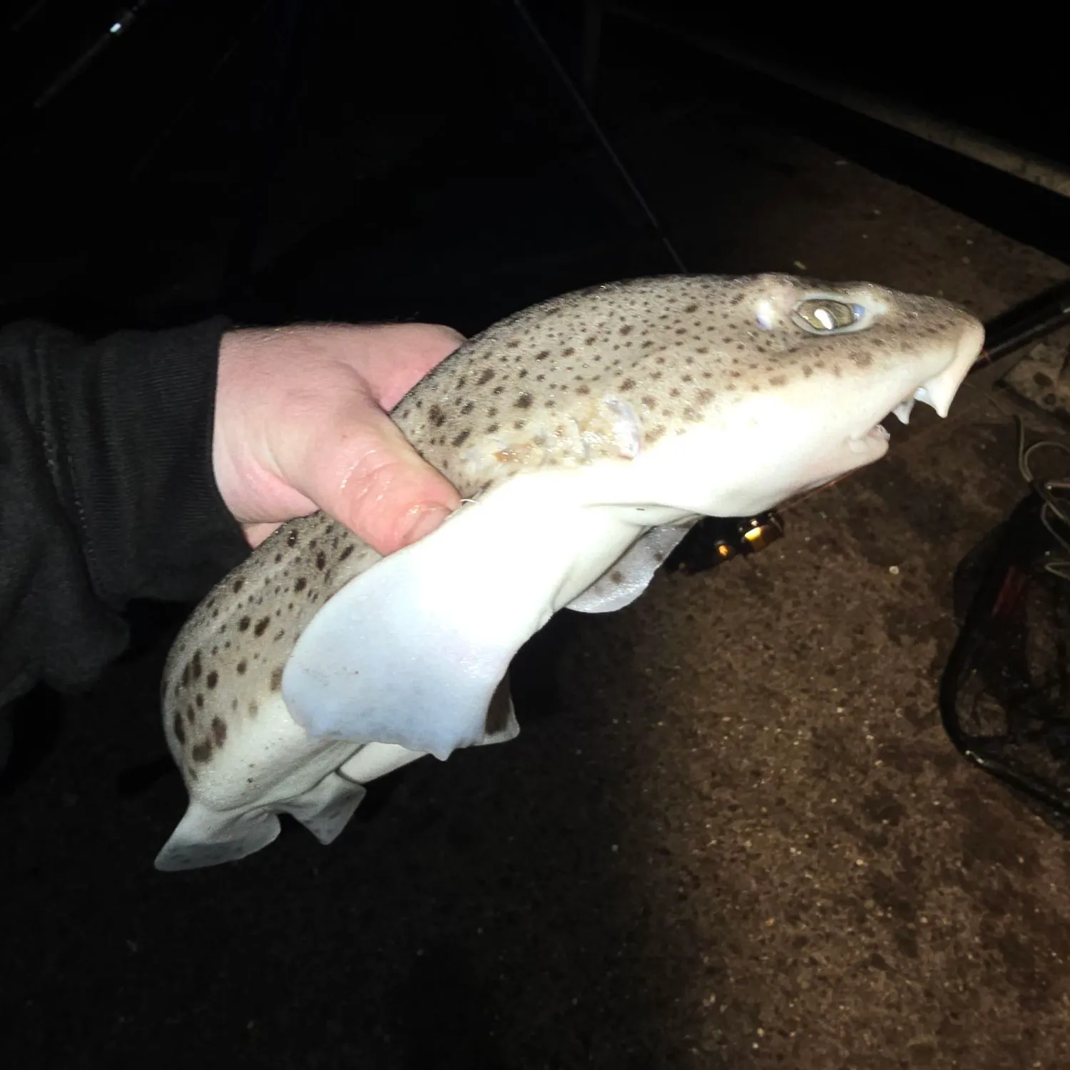 The most recent Nursehound catches on Fishbrain