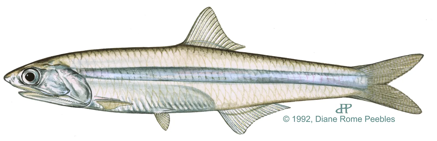 Broad-striped anchovy