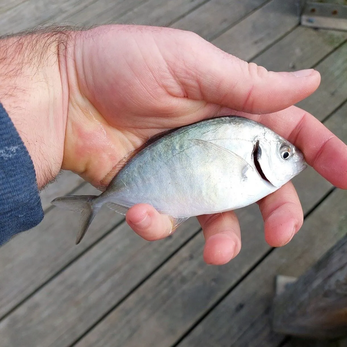 Silver trevally caught on Fishbrain