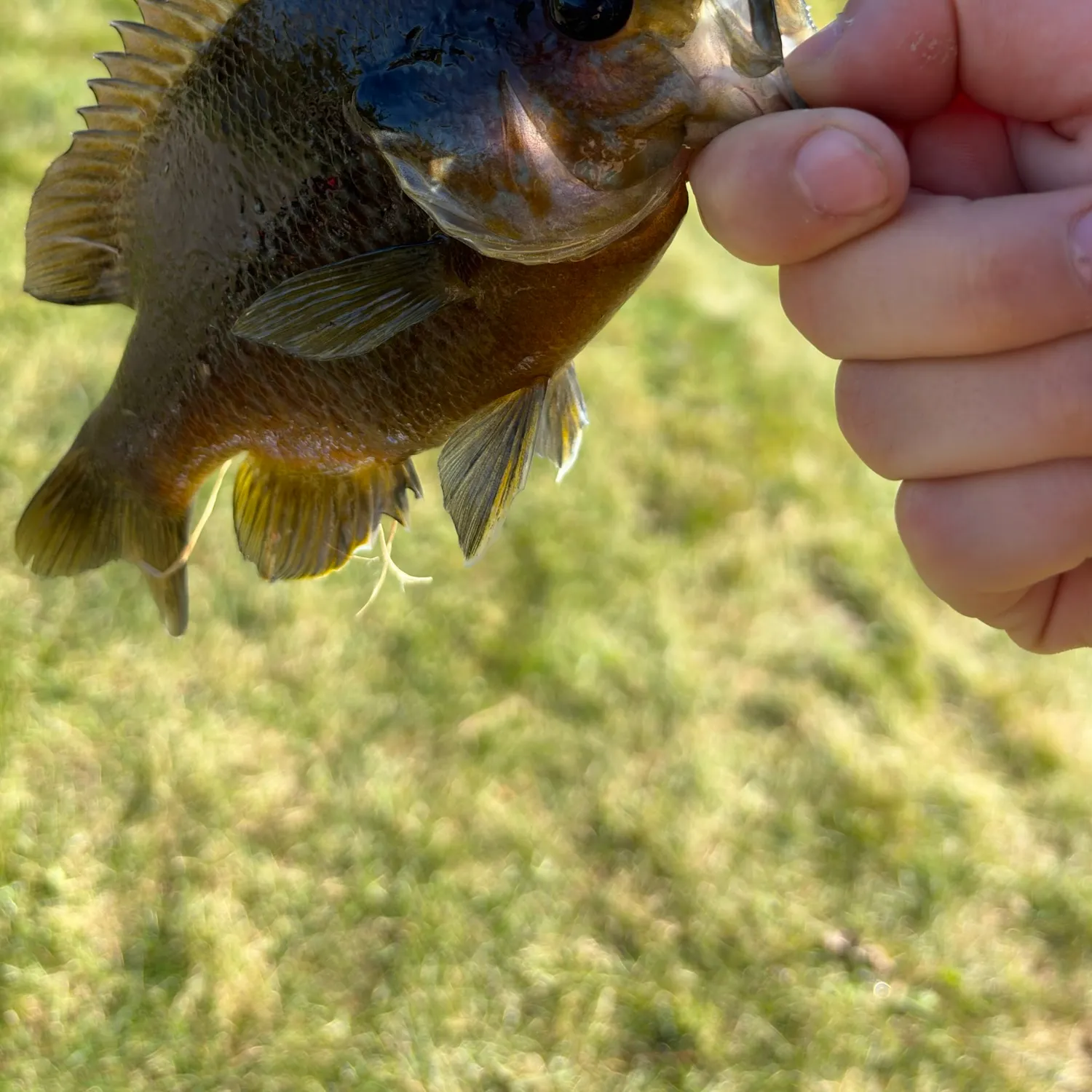 Bluegill caught on Fishbrain
