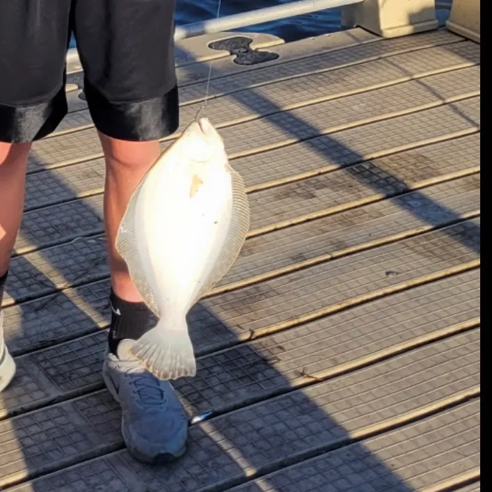 The most recent Southern flounder catches on Fishbrain