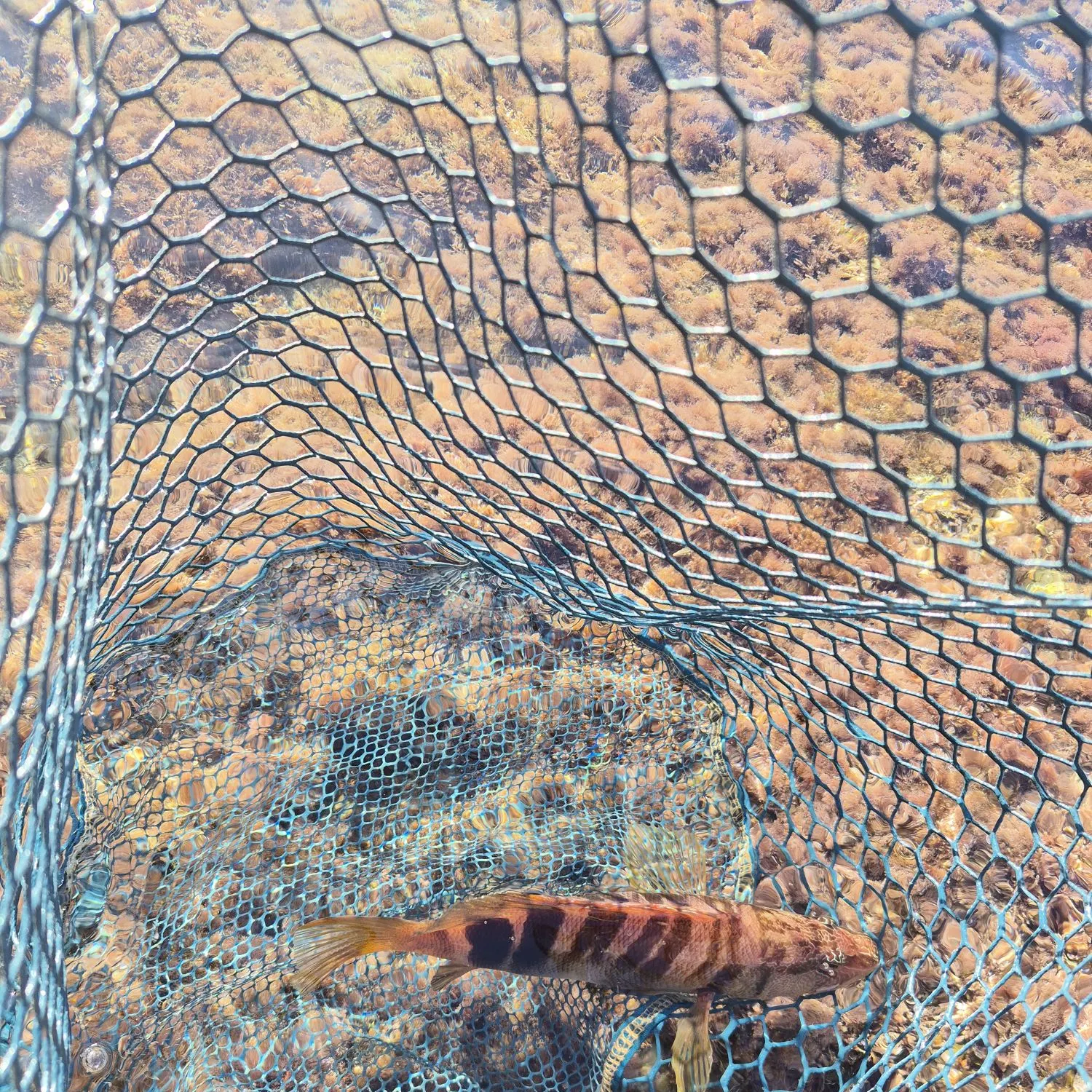 Painted comber caught on Fishbrain