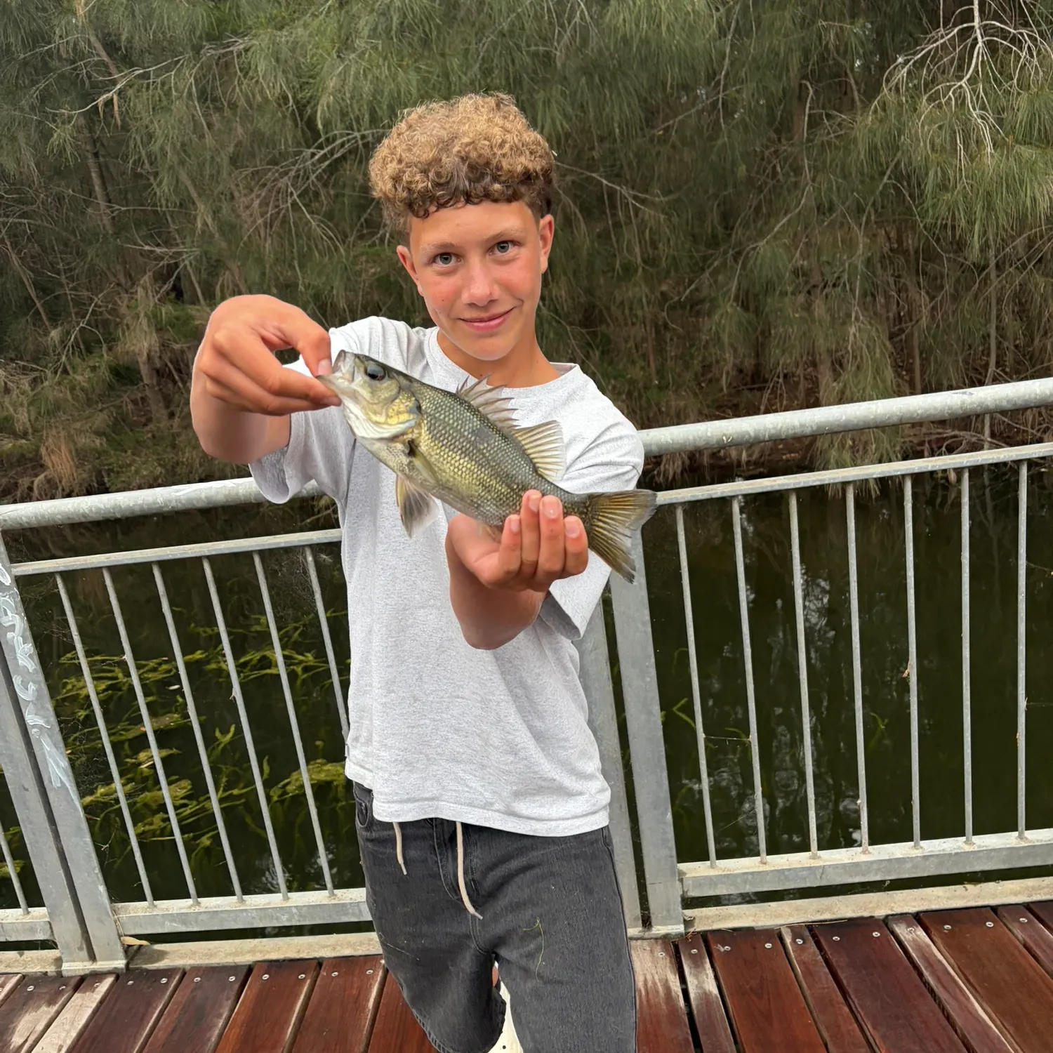 The most recent Australian bass catches on Fishbrain