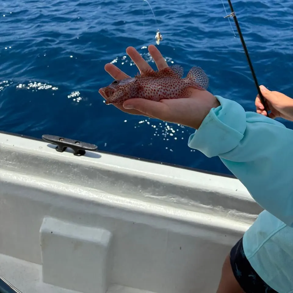 The most recent Greasy grouper catches on Fishbrain