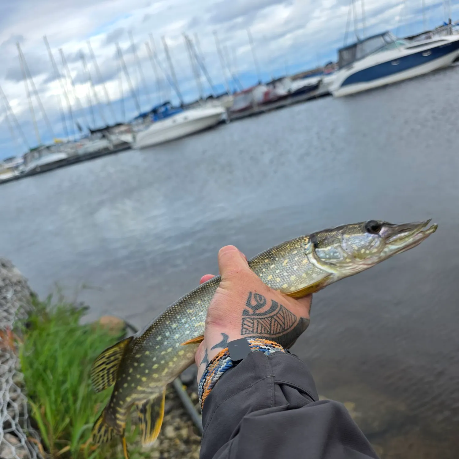 Northern pike caught on Fishbrain