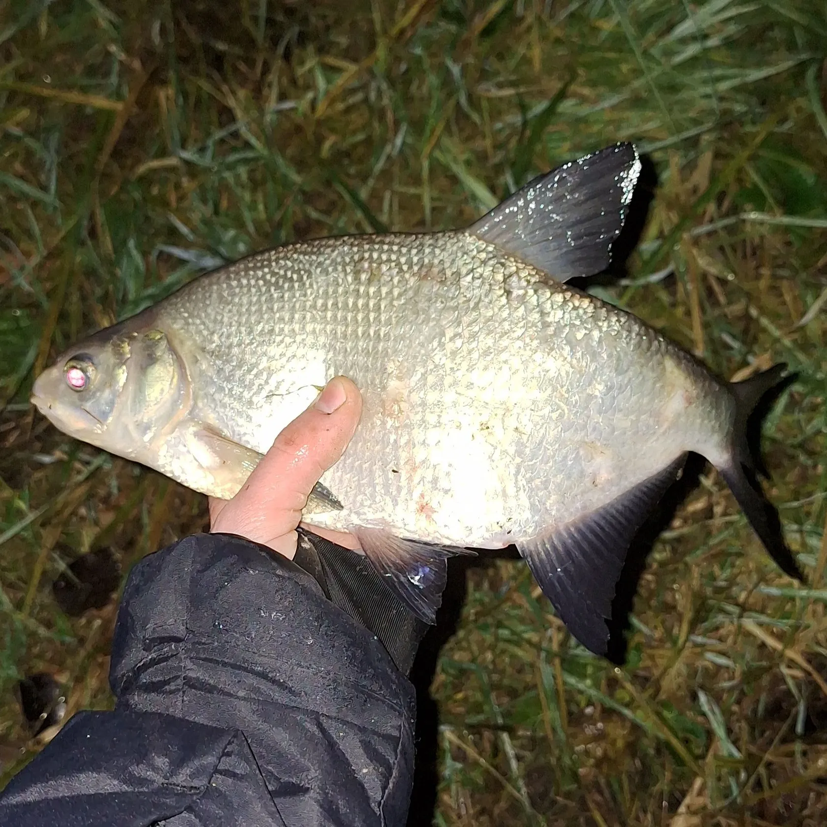 The most recent Common bream catches on Fishbrain