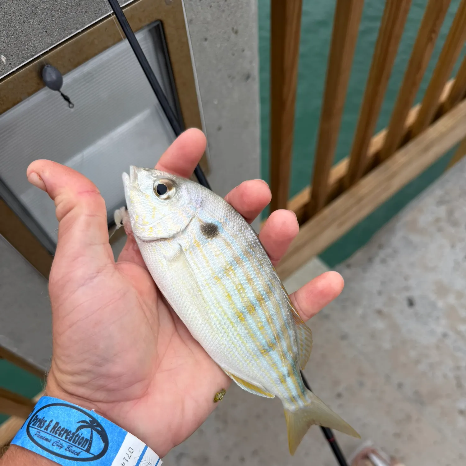 Pinfish caught on Fishbrain