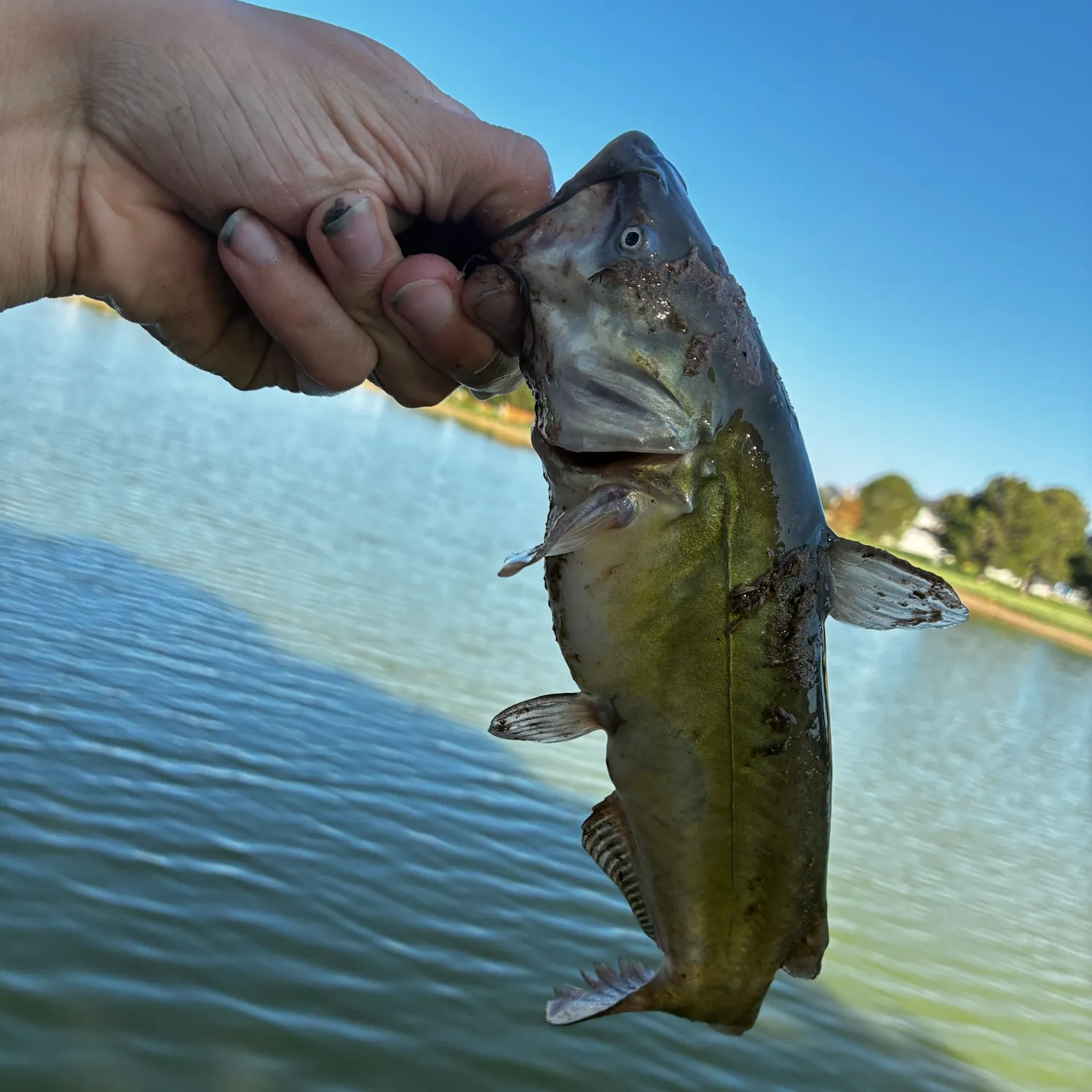 catch