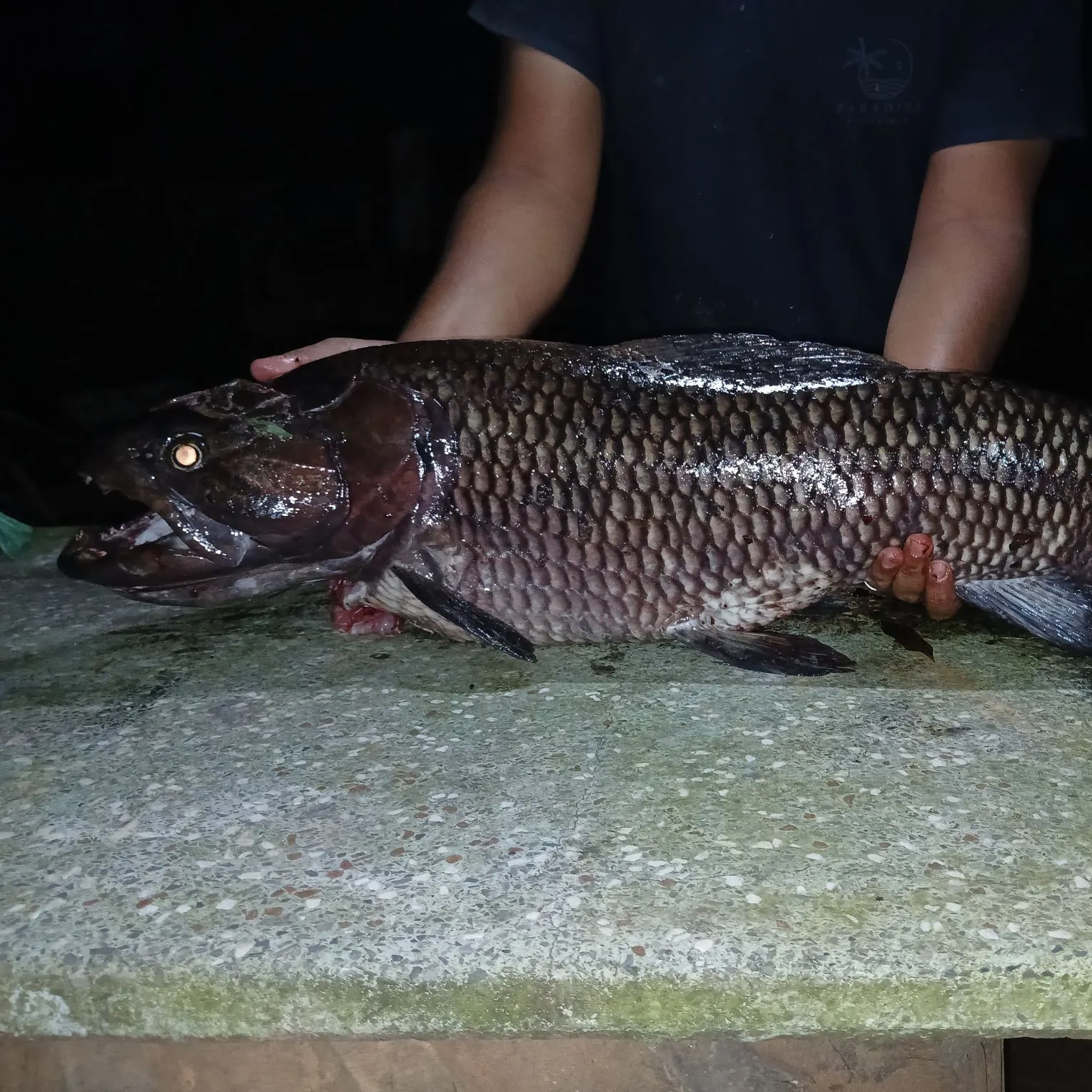 The most recent Giant trahira catches on Fishbrain