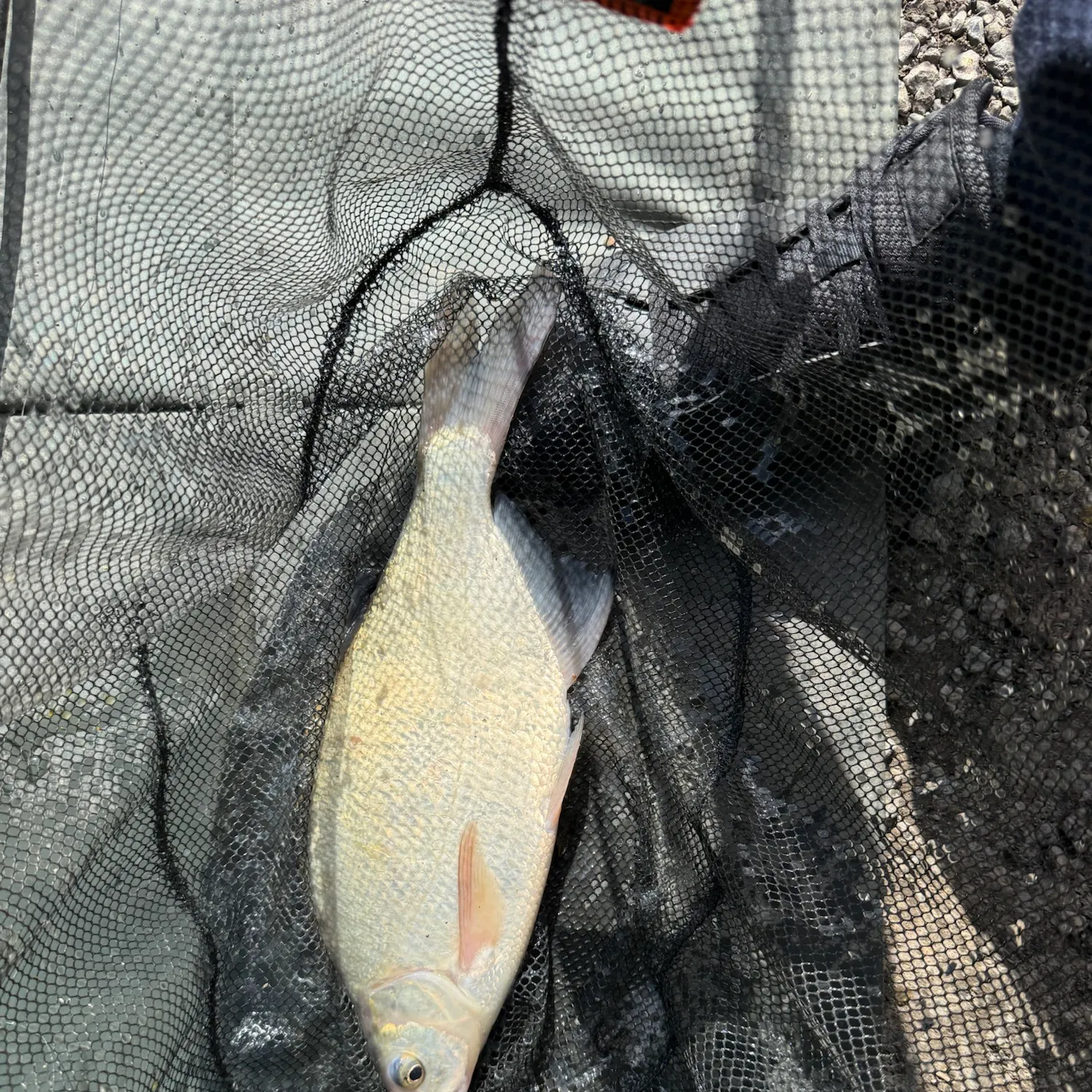 Common bream caught on Fishbrain