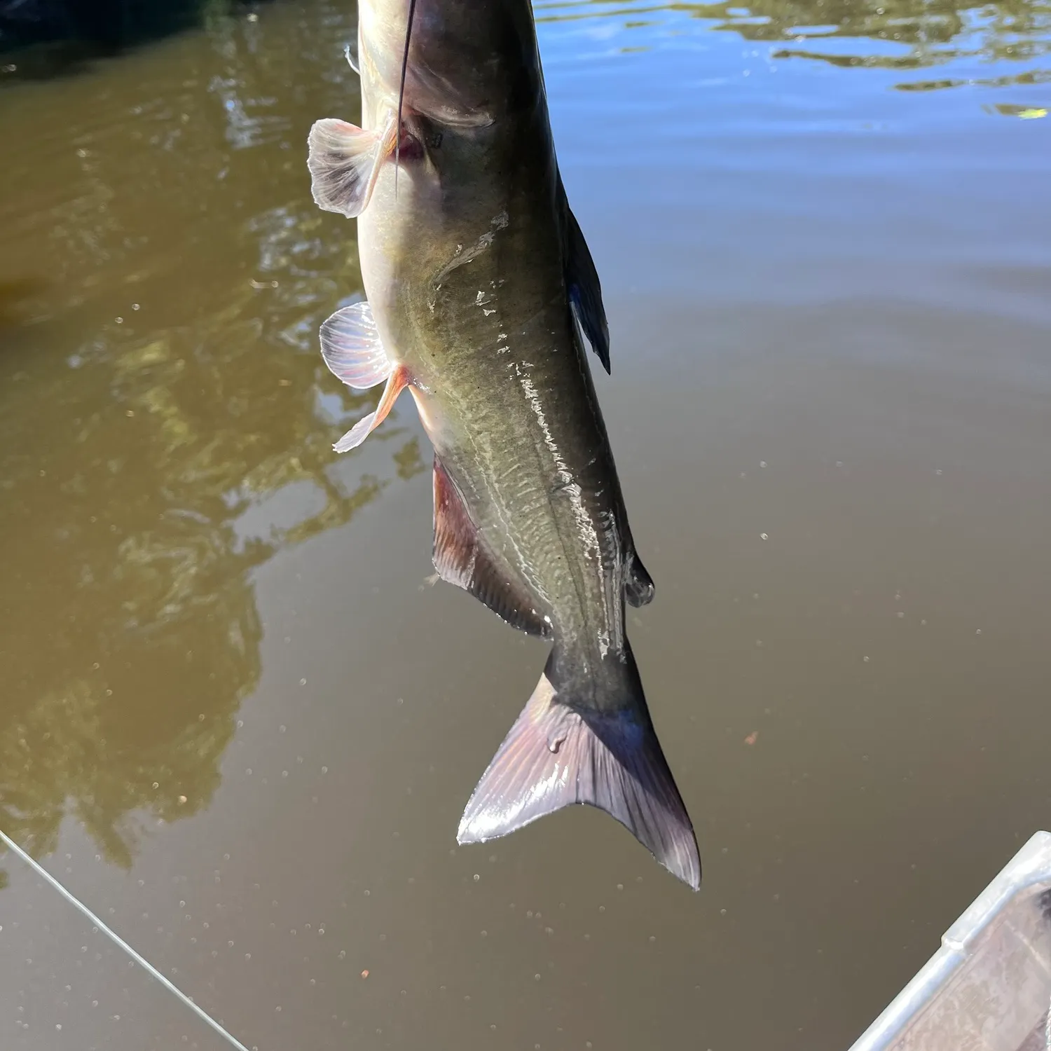 Channel catfish caught on Fishbrain