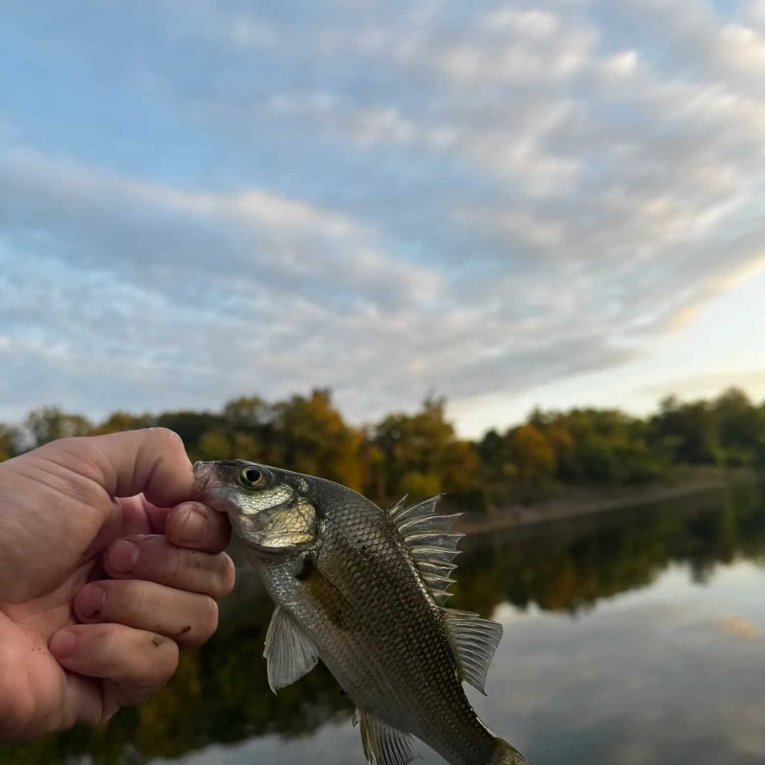 White perch caught on Fishbrain
