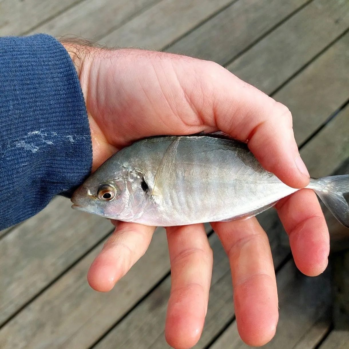 Silver trevally caught on Fishbrain