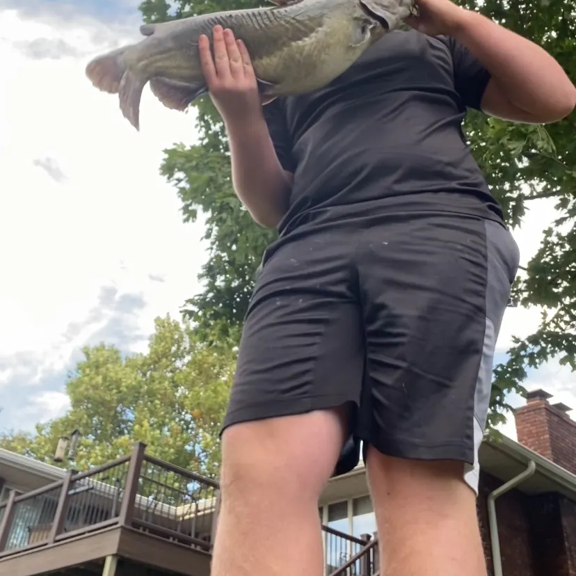 Channel catfish caught on Fishbrain