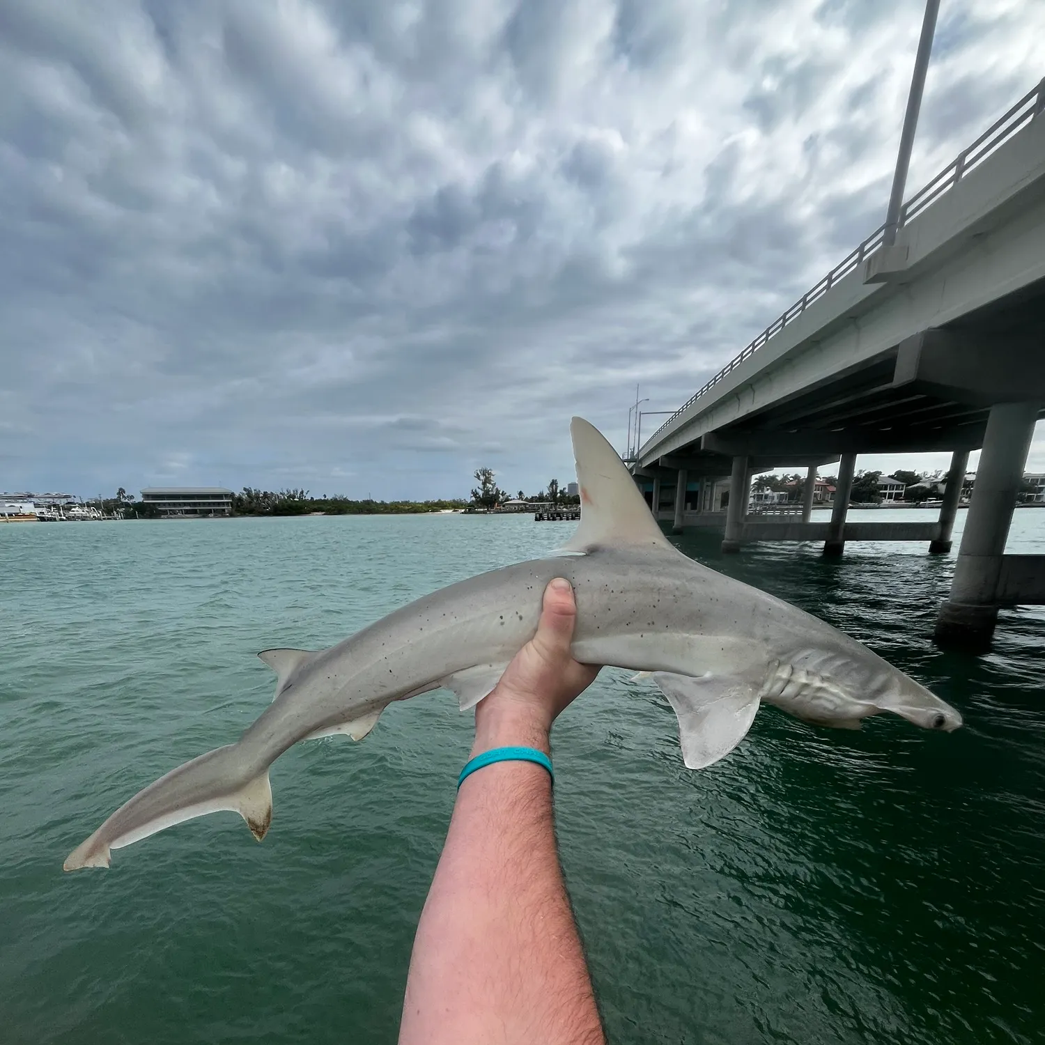 The most recent Bonnethead shark catches on Fishbrain
